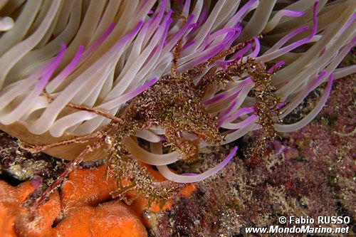 Granchio dell'anemone (Inachus sp)