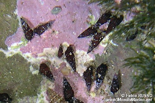 Torretta (Bittium sp)
