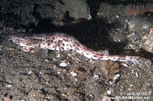 Squalo gattopardo (Scyliorhinus stellaris)