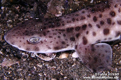 Squalo gattopardo (Scyliorhinus stellaris)