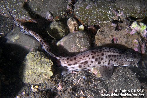 Squalo gattopardo (Scyliorhinus stellaris)