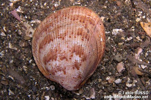 Cuore leggero (Laevicardium crassum)