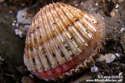 Cuore edule (Acanthocardia tuberculata)