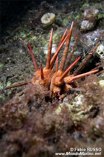 Riccio matita (Stylocidaris affinis)