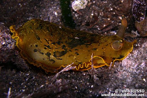 Dendrodoride orlato (Dendrodoris limbata)