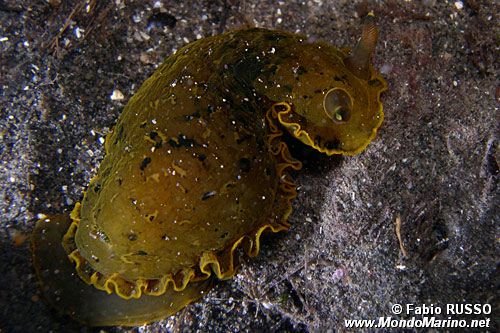 Dendrodoride orlato (Dendrodoris limbata)