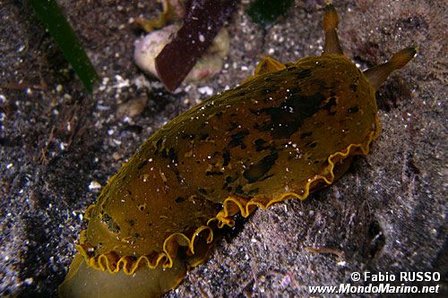 Dendrodoride orlato (Dendrodoris limbata)