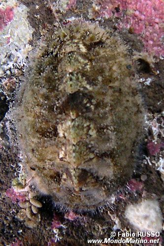 Chitone spinoso (Acanthochitona crinata)
