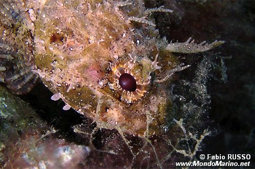 Scorfano nero (Scorpaena porcus)