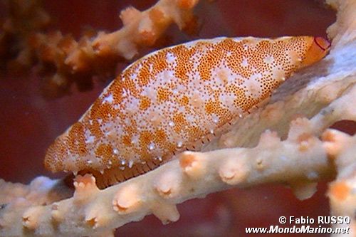 Neosimnia (Neosimnia spelta)