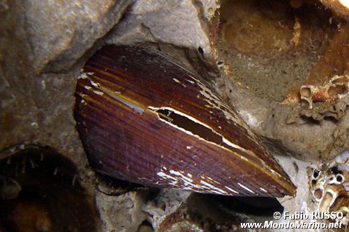 Dattero di mare (Litophaga litophaga)