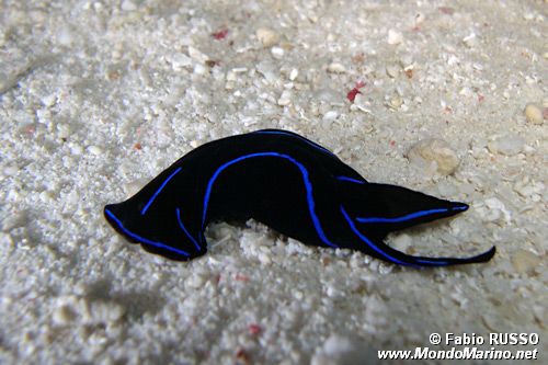 Chelidonura (Chelidonura varians)