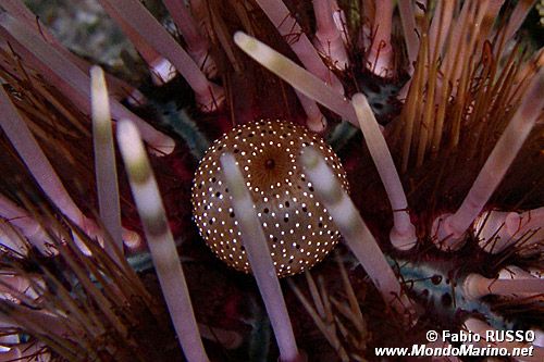 Riccio calamaro (Echinothrix calamaris)