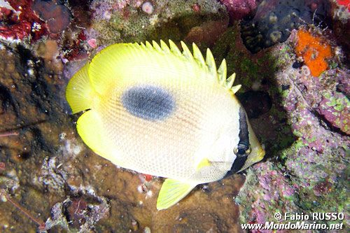 Pesce farfalla dalla macchia ovale (Chaetodon speculum)