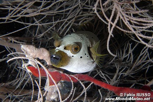 Pesce palla macchiato (Arothron nigropunctatus)