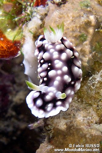 Chromodoris geometrica (Chromodoris geometrica)