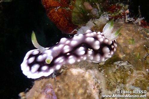 Chromodoris geometrica (Chromodoris geometrica)