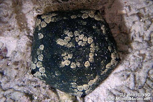 Stella cuscino (Culcita novaeguineae)