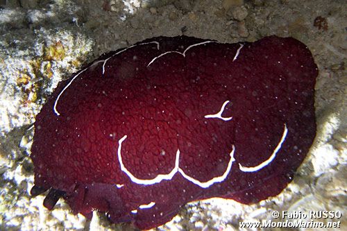 Pleurobranco di forskal (Pleurobranchus forskali)