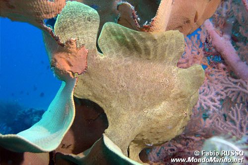 Pesce rana gigante (Antennarius commersoni)