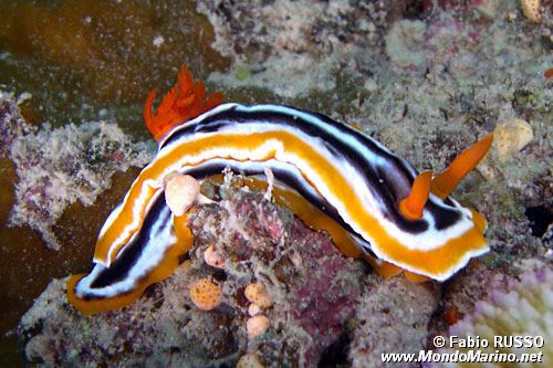 Chromodoris magnifica (Chromodoris magnifica)