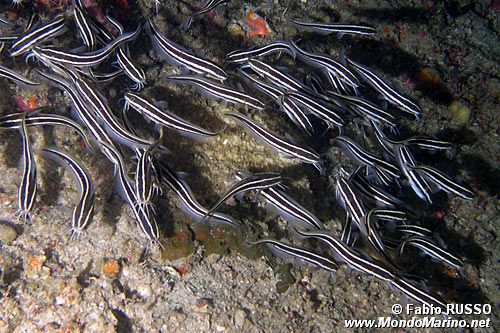 Pesce gatto di mare (Plotosus lineatus)