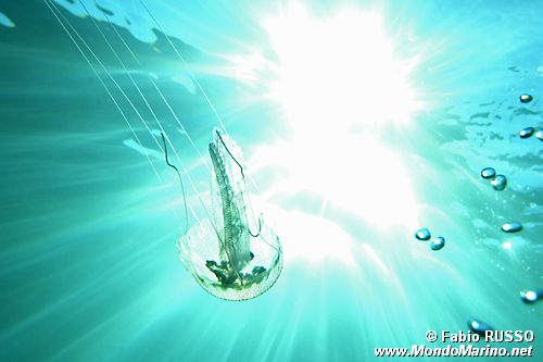 Medusa luminosa (Pelagia noctiluca)