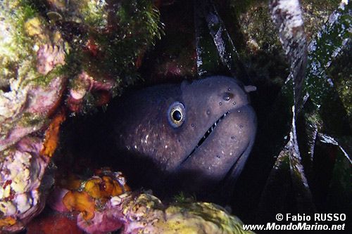 Murena (Muraena helena)
