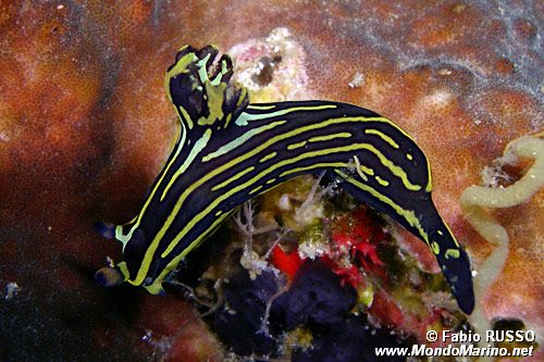 Tambja affinis (Tambja affinis)