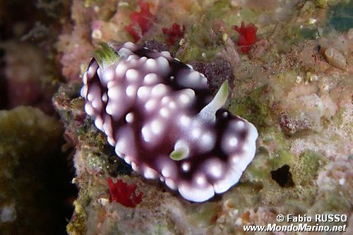 Chromodoris geometrica (Chromodoris geometrica)