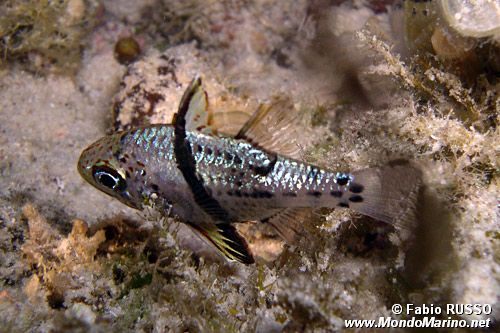 Pesce cardinale orbicolato (Sphaeramia orbicularis)