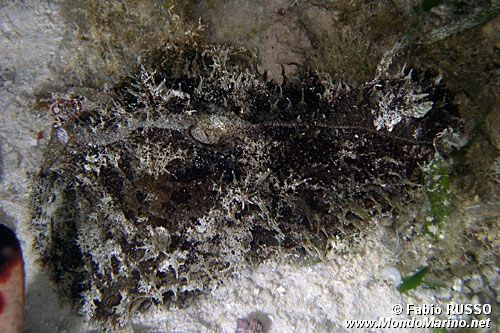 Dolabella (Dolabella auricularia)