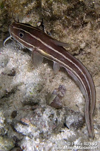 Pesce gatto di mare (Plotosus lineatus)
