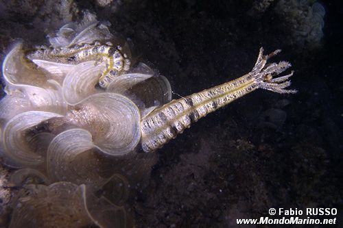 Oloturia (Euapta godeffroyi)