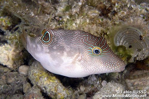 Pesce palla digitale (Canthigaster compressa)
