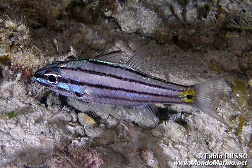 Pesce cardinale dai denti di cane (Cheilodipterus isostigmus)