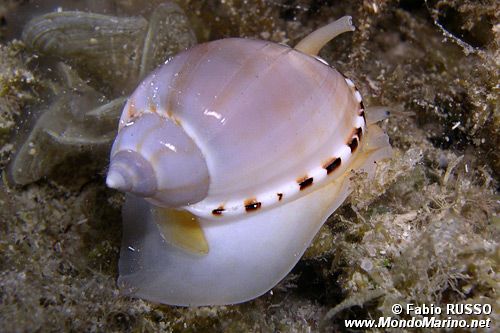 Casside (Casmaria erinaceus)