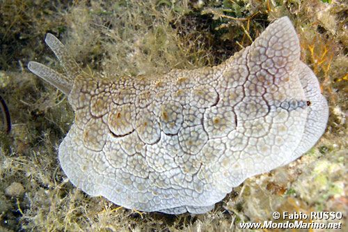 Pleurobranco di forskal (Pleurobranchus forskali)