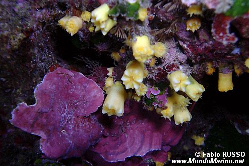 Madrepora gialla (Leptosammia pruvoti)