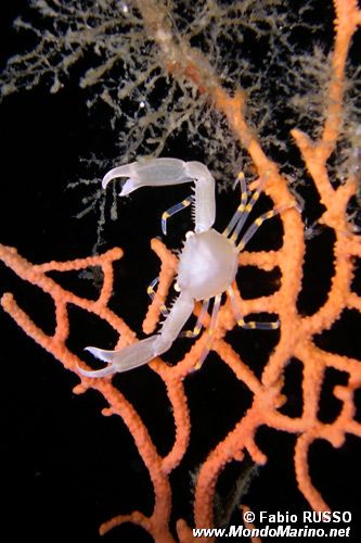 Quadrella (Quadrella sp)