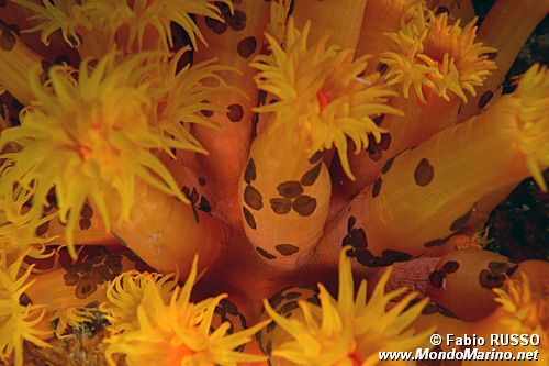 Waminoa (Waminoa sp.1)