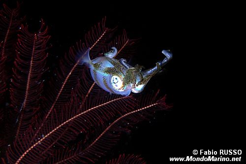 Calamaro di reef (Sepioteuthis lessoniana)