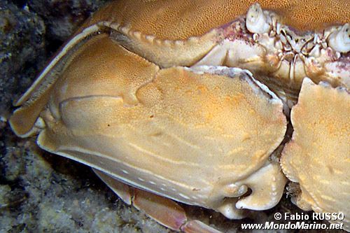 Granchio scatola (Calappa calappa)