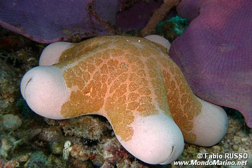 Stella cuscino (Choriaster granulatus)