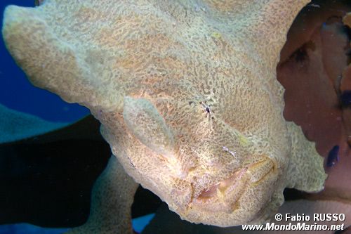 Pesce rana gigante (Antennarius commersoni)