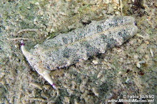 Plakobranchus ocellato (Plakobranchus ocellatus)