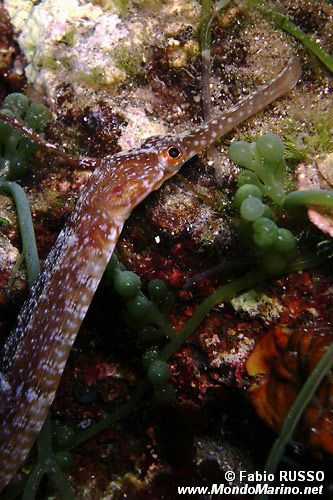 Pesce ago (Sygnathus acus)