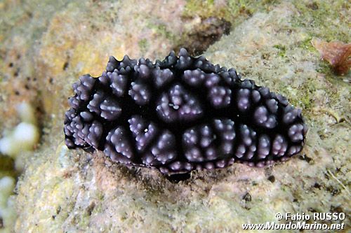 Fillidia di burn (Phyllidiopsis burni)