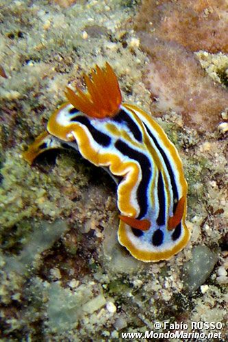 Chromodoris di coleman (Chromodoris cf. colemani)