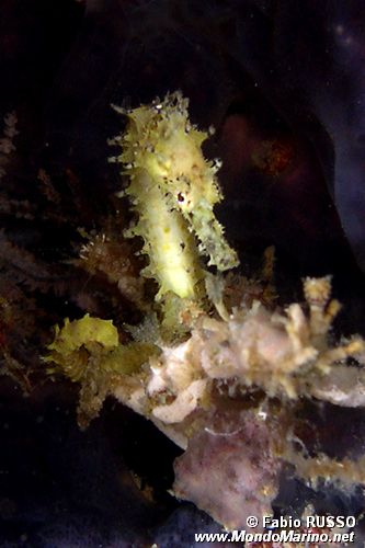 Ippocampo spinoso (Hippocampus histrix)